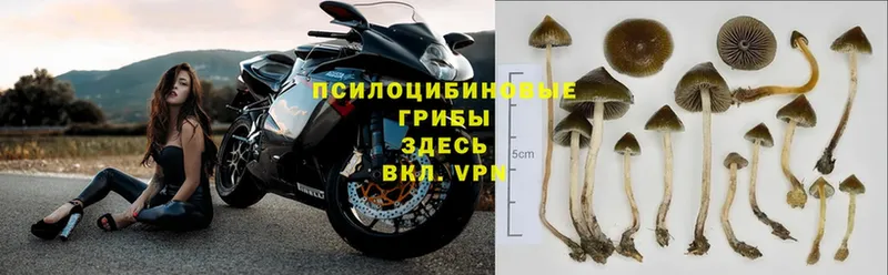 купить закладку  Мамадыш  мега ссылка  shop телеграм  Псилоцибиновые грибы Cubensis 